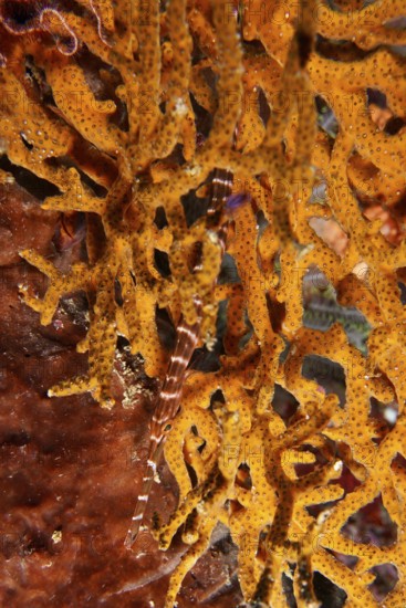 Pacific trumpetfish (Aulostomus chinensis) hides in coral structure. SD Dive Site, Nusa Ceningan, Nusa Penida, Bali, Indonesia