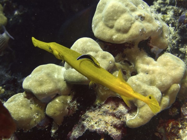 Elongated yellow Pacific trumpetfish (Aulostomus chinensis) swims elegantly over corals. Close Encounters dive site, Permuteran, Bali, Indonesia
