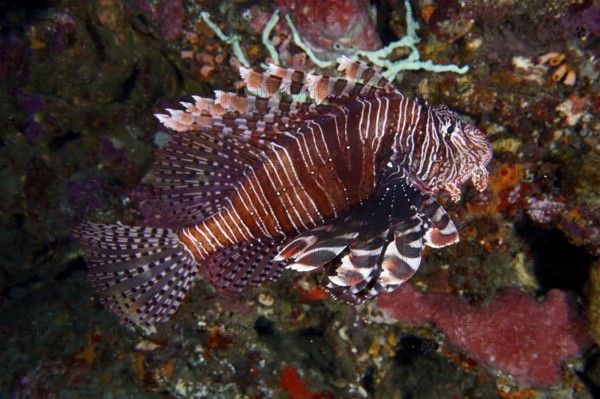 Pacific lionfish (Pterois volitans) with eye-catching striped patterns swims past corals. Toyapakeh Dive Site, Nusa Ceningan, Nusa Penida, Bali, Indonesia