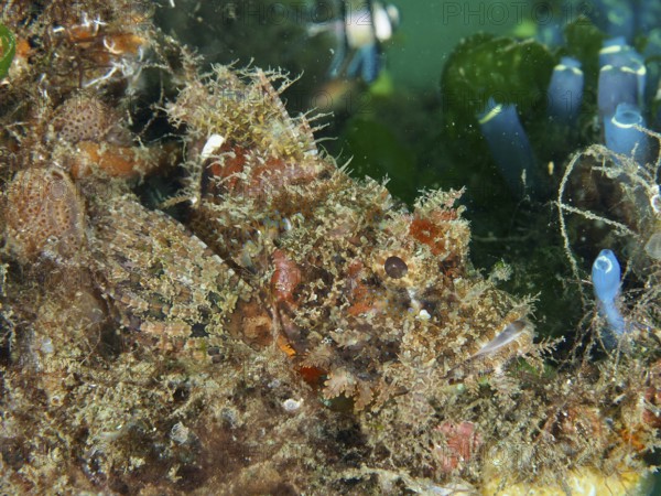 Well-camouflaged Papua dragon head (Scorpaenopsis papuensis) in dense underwater vegetation. Secret Bay Dive Site, Gilimanuk, Bali, Indonesia