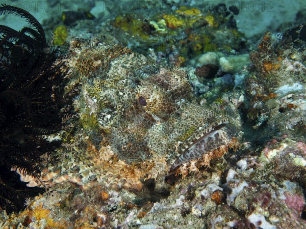 Well-disguised Papua dragon head (Scorpaenopsis papuensis) hiding in a coral reef. Twin Reef Dive Site, Penyapangan, Bali, Indonesia