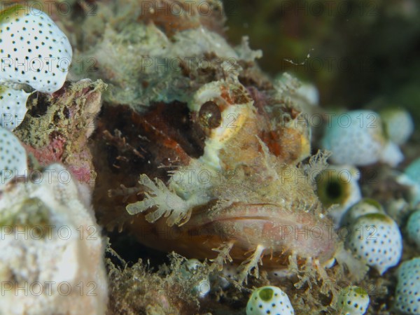 Papua dragon head (Scorpaenopsis papuensis) between corals and sea sharks. Spice Reef Dive Site, Penyapangan, Bali, Indonesia