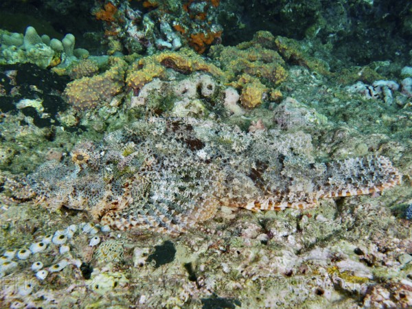 Perfectly camouflaged Papua dragon head (Scorpaenopsis papuensis) lies motionless on a coral reef. Prapat Dive Site, Penyapangan, Bali, Indonesia