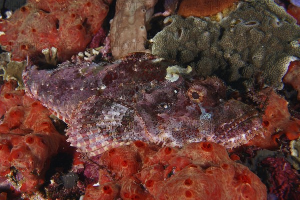 A Papuan dragon head (Scorpaenopsis papuensis) rests on red sea sponges, perfectly camouflaged in the area. Toyapakeh Dive Site, Nusa Ceningan, Nusa Penida, Bali, Indonesia