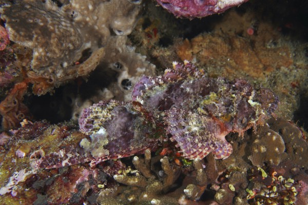 A well-disguised Papua dragon head (Scorpaenopsis papuensis) is hidden between corals. Toyapakeh Dive Site, Nusa Ceningan, Nusa Penida, Bali, Indonesia