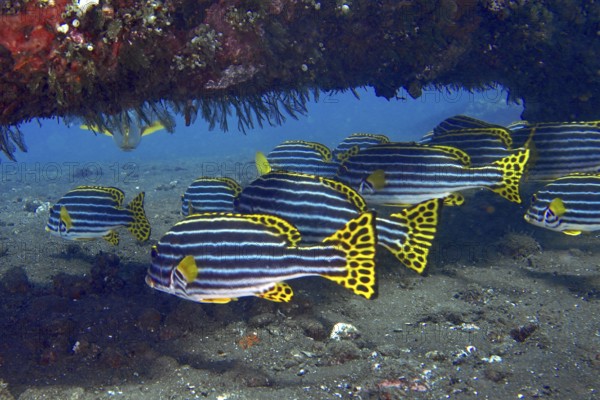 A group of Oriental sweet lips (Plectorhinchus vittatus) is seeking shelter under a wreck. USAT Liberty Dive Site, Tulamben, Bali, Indonesia