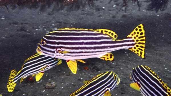 Group of striped fish, Oriental sweet lip (Plectorhinchus vittatus), swimming across the seabed. USAT Liberty Dive Site, Tulamben, Bali, Indonesia