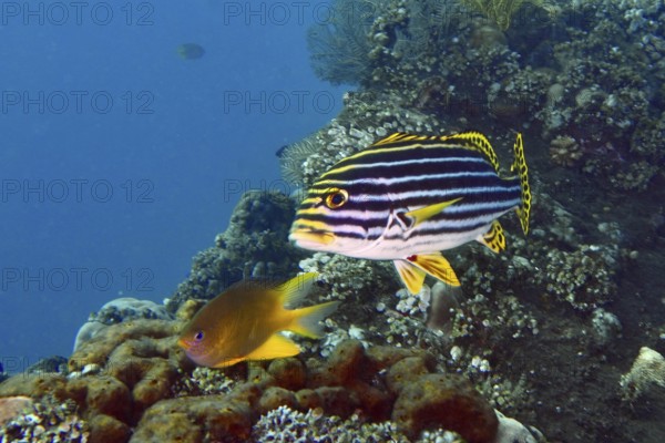 Oriental sweet lip (Plectorhinchus vittatus) with striped pattern floats in a coral reef. USAT Liberty Dive Site, Tulamben, Bali, Indonesia