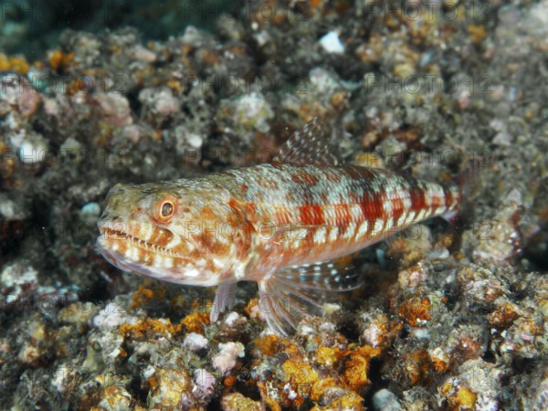 Camouflaged marbled lizardfish (Synodus rubromarmoratus) with red-orange scale pattern rests on stones. Pidada Dive Site, Penyapangan, Bali, Indonesia