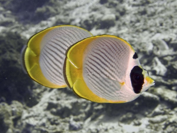 Two symmetrical fish with yellow edges, panda butterflyfish (Chaetodon adiergastos), swim side by side. Close Encounters dive site, Permuteran, Bali, Indonesia