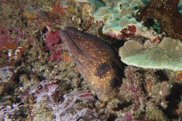 Moray, sooty head moray (Gymnothorax flavimarginatus), hides camouflaged between corals and algae. Toyapakeh Dive Site, Nusa Ceningan, Nusa Penida, Bali, Indonesia