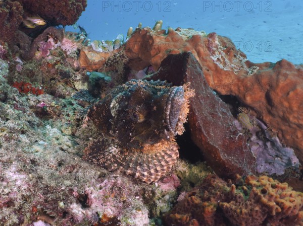 Papua dragon head (Scorpaenopsis papuensis), masterfully camouflaged, rests between colorful coral formations. Close Encounters dive site, Permuteran, Bali, Indonesia
