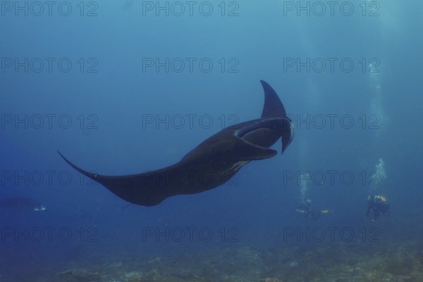 A black manta ray, reef manta (Mobula alfredi), glides majestically through the blue water of the ocean, divers in the background. Manta Point Dive Site, Nusa Ceningan, Nusa Penida, Bali, Indonesia