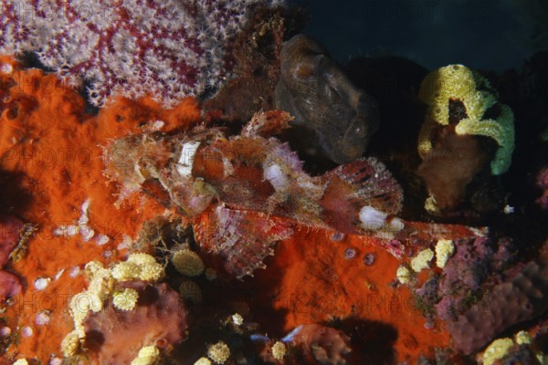Colourful Papua dragon head (Scorpaenopsis papuensis) in a lively underwater landscape with bright corals. USAT Liberty Dive Site, Tulamben, Bali, Indonesia