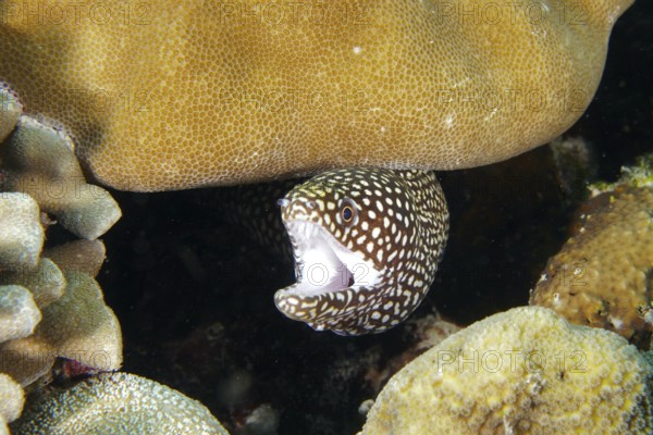 Lurking pearl moray, white-mouthed moray (Gymnothorax meleagris) appears partly between corals. Coral Garden Dive Site, Menjangan, Bali, Indonesia