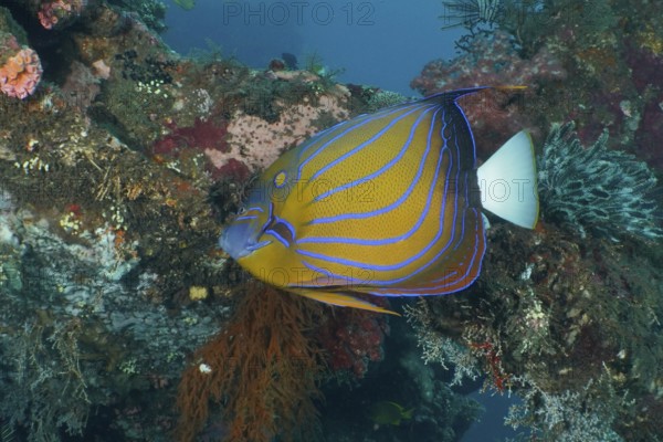 A colorful ring angelfish (Pomacanthus annularis) swims among lively corals in the sea. USAT Liberty Dive Site, Tulamben, Bali, Indonesia