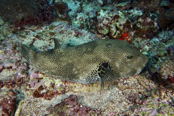 Well-camouflaged pufferfish, giant pufferfish (Arothron stellatus), rests on the seabed near corals. Toyapakeh Dive Site, Nusa Ceningan, Nusa Penida, Bali, Indonesia