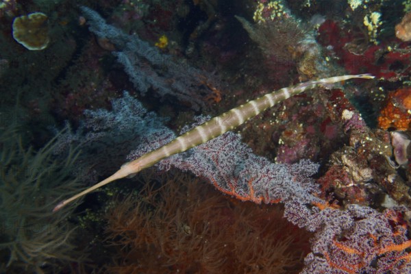 Narrow Pacific trumpetfish (Aulostomus chinensis) moves between colorful soft corals. USAT Liberty Dive Site, Tulamben, Bali, Indonesia