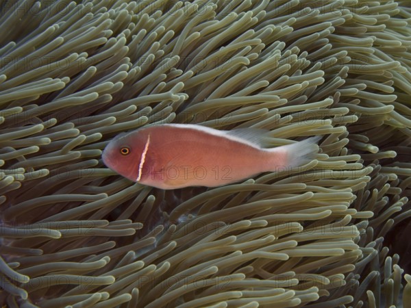 A pink collared anemonefish (Amphiprion perideraion) rests on a green anemone in the sea. Toyapakeh Dive Site, Nusa Ceningan, Nusa Penida, Bali, Indonesia