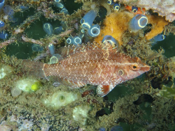 Elegant wrapfish, Lembeh dwarf lipfish (Pteragogus cryptus) surrounded by corals and marine life. Secret Bay Dive Site, Gilimanuk, Bali, Indonesia