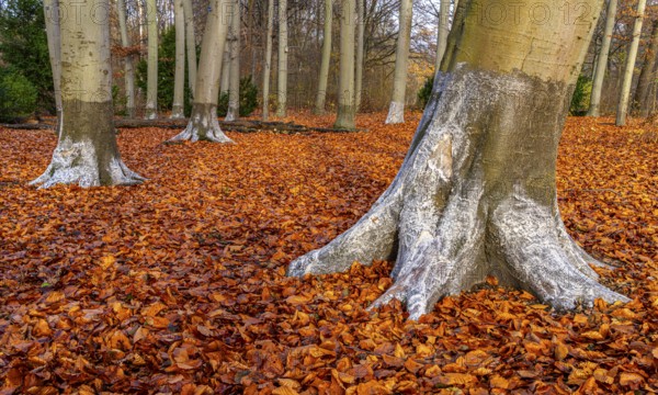 Protection against beaver damage, with whitish paint containing quartz sand, painted trees in the Berlin Tiergarten in Mitte, Berlin, Germany