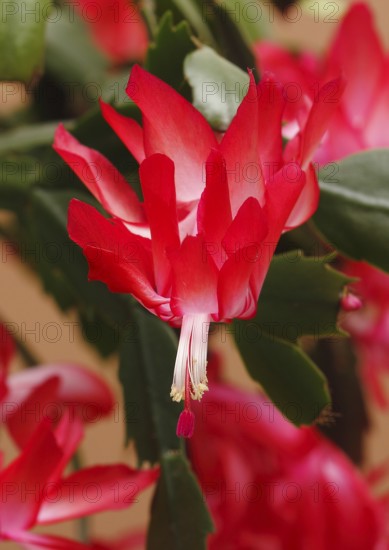 Christmas cactus (Schlumbergera truncata), flowers, in studio, North Rhine-Westphalia, Germany