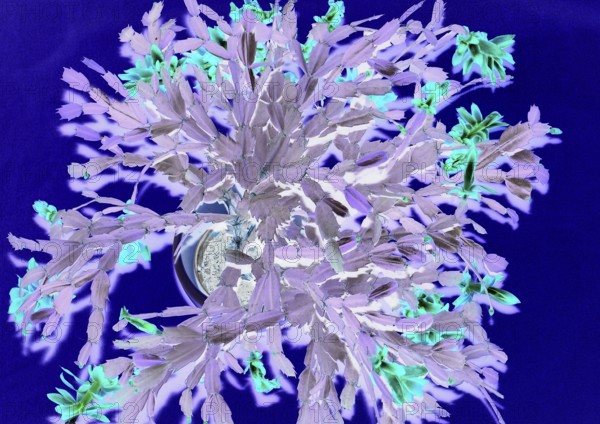 Christmas cactus (Schlumbergera truncata), with many flowers, from above, alienation, North Rhine-Westphalia, Germany