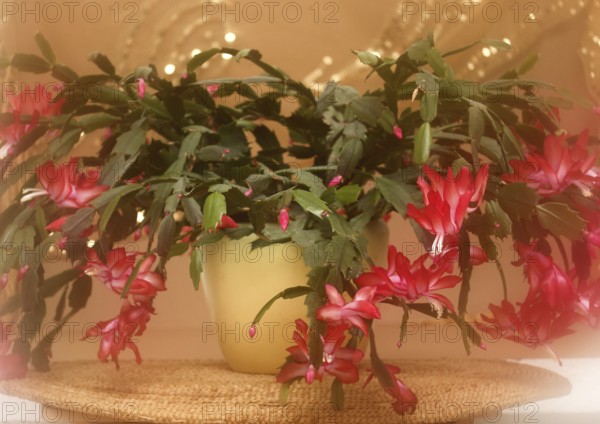 Christmas cactus (Schlumbergera truncata), blossoms, in studio, with alienation, North Rhine-Westphalia, Germany