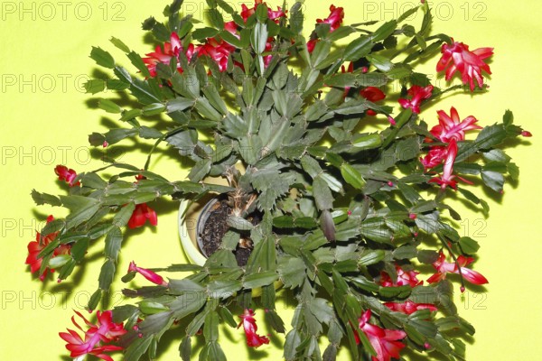Christmas cactus (Schlumbergera truncata), with many flowers, from above, green background, North Rhine-Westphalia, Germany