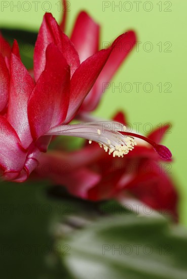 Christmas cactus (Schlumbergera truncata), flowers, in studio, North Rhine-Westphalia, Germany
