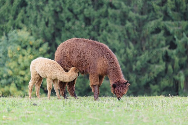 A female adult brown Alpaca (Vicugna pacos) suckles its young one on a green meadow on hilly terrain. Captive, Slovakia