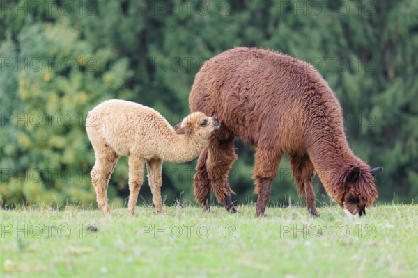 A young white alpaca (Vicugna pacos) stands next to its brown mother on a green meadow on hilly terrain. Captive, Slovakia