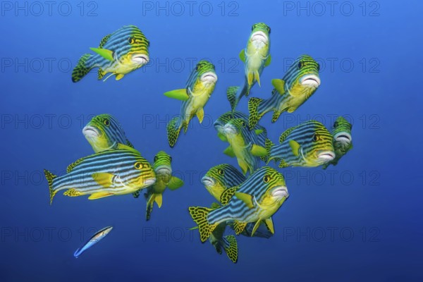 Close-up of group of small flocks 13 specimens of Oriental sweet lip (Plectorhinchus vittatus) Synonym (Gaterin orientalis) standing floating in blue sea open water swimming towards observer, Indian Ocean, Maldives