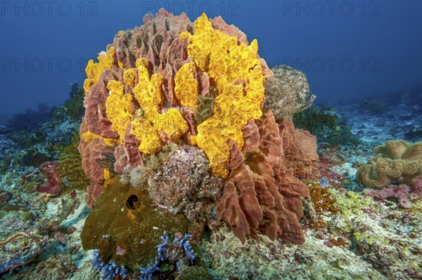 Colony collection of colorful sponges (Porifera), Pacific Ocean, Halmahera, Moluccas, Indonesia