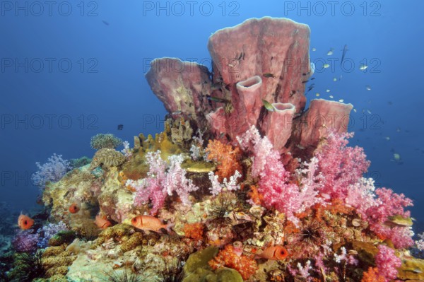 Colourful colorful coral block made of stony corals (Scleractinia) hard corals with coloured soft corals (Dendronephthya) in intact coral reef behind the top several species of large sponges (Porifera), Indian Ocean, Indo-Pacific, Thailand