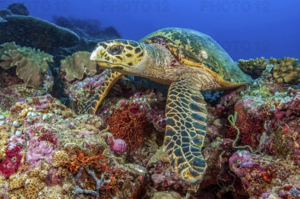 Hawksbill turtle (Eretmochelys imbricata) lies in colorful coral reef based on coral block, Red Sea, Egypt