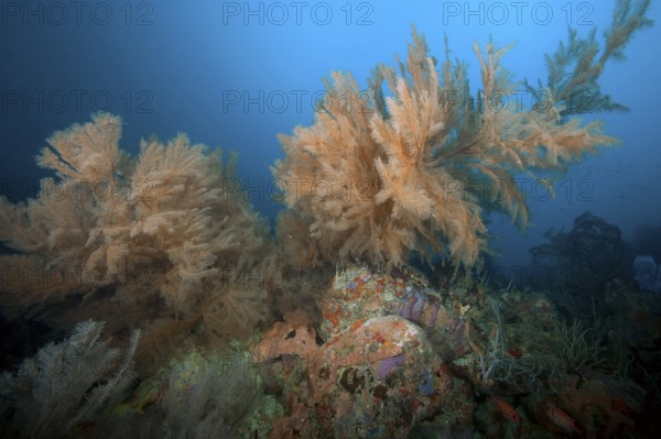 Horn coral (Antillogorgia acerosa) (Pseudopterogorgia acerosa) Gorgony grows on coral block, Caribbean