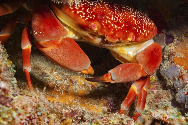 Coral stone crab (Carpillus corallinus) round crab, Caribbean, windward islands, islands above the wind, Bahamas, Barbados, Dominican Republic, Cuba, Martinique, Puerto Rico, Grenada, Carriacou, St. Lucia, Tobago, Virgin Islands