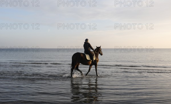 A rider rides her horse through the shallow water of the Baltic Sea at sunrise, Scharbeutz, 29.11.2025, Scharbeutz, Schleswig-Holstein, Germany