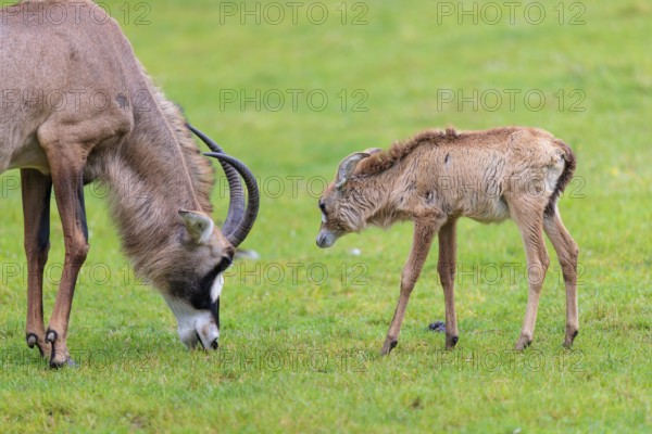 A female roan antelope (Hippotragus equinus) grazes next to her calf in a green meadow. South Africa