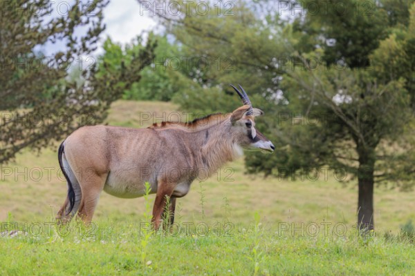 A roan antelope (Hippotragus equinus) stands in a green meadow between trees. South Africa