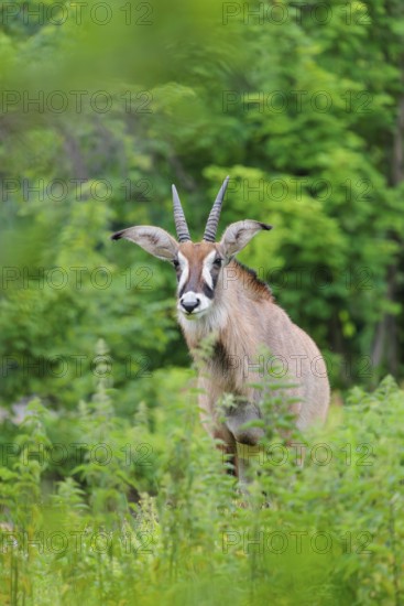 A roan antelope (Hippotragus equinus) stands in a green meadow with tall vegetation. South Africa