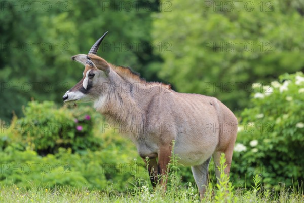 A roan antelope (Hippotragus equinus) stands in a green meadow with tall vegetation. South Africa