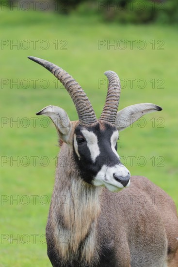 A roan antelope (Hippotragus equinus) stands in a green meadow. South Africa