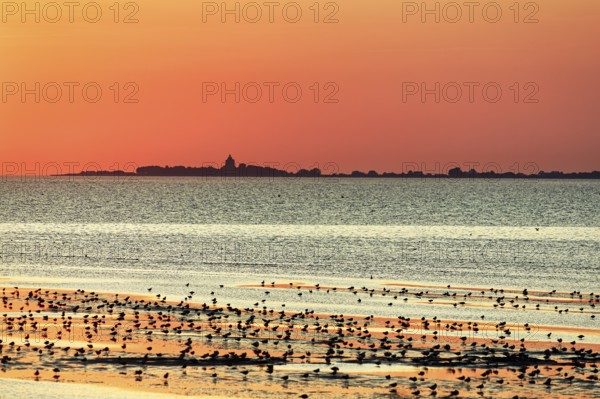 Orange sunset over the North Sea, Neuwerk island on the horizon, flock of birds, silhouette, coastline, Duhnen, Cuxhaven, Lower Saxony, Germany
