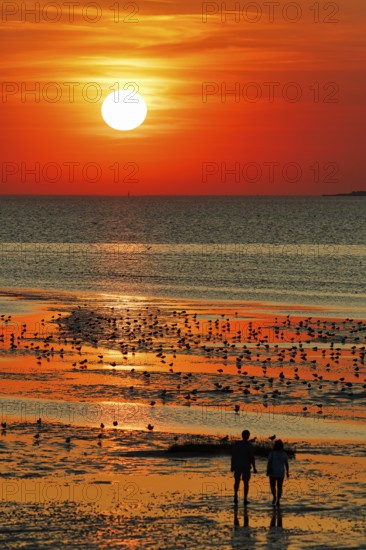 Orange sunset over the North Sea, flock of birds, two walkers, silhouette, coastline, Duhnen, Cuxhaven, Lower Saxony, Germany