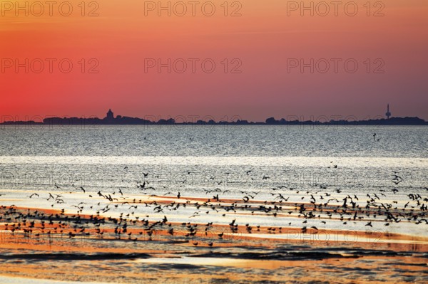 Orange sunset over the North Sea, Neuwerk island on the horizon, flock of birds flying up, silhouette, coastline, Duhnen, Cuxhaven, Lower Saxony, Germany