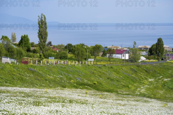 Panoramic view of blooming meadows, trees and sea horizon with village, view of Tsovagiugh and Lake Sevan, Tsovagyugh, Sevan, Gegharkunik Province, Armenia