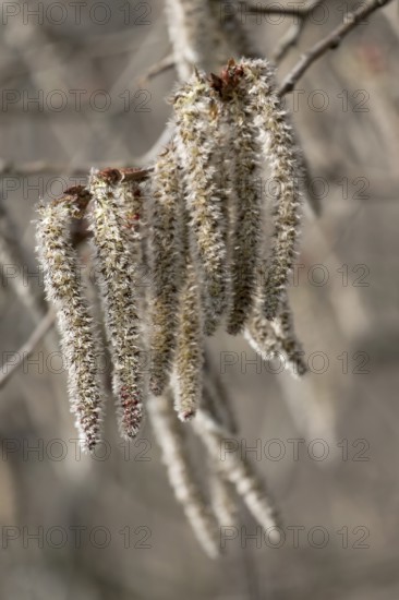 Male kittens, aspen, black poplar (Populus tremula), Rhineland-Palatinate, Germany