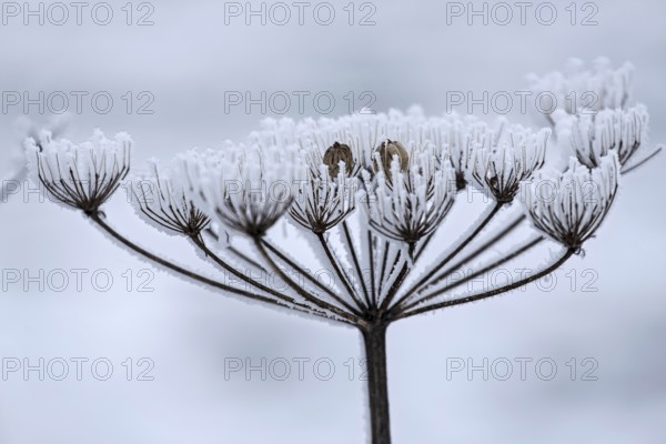 Dried inflorescence of a plant with ice crystals, MÃ¼nsterland, North Rhine-Westphalia, Germany